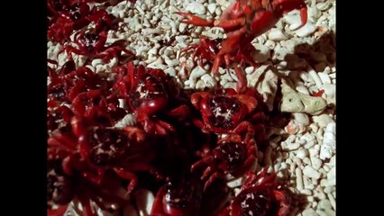 The Trials of Life | show | 1990 | Official Clip