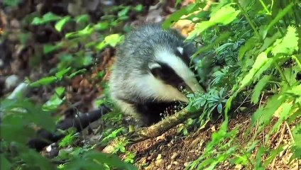 Wildnis Schweiz | movie | 2010 | Official Trailer