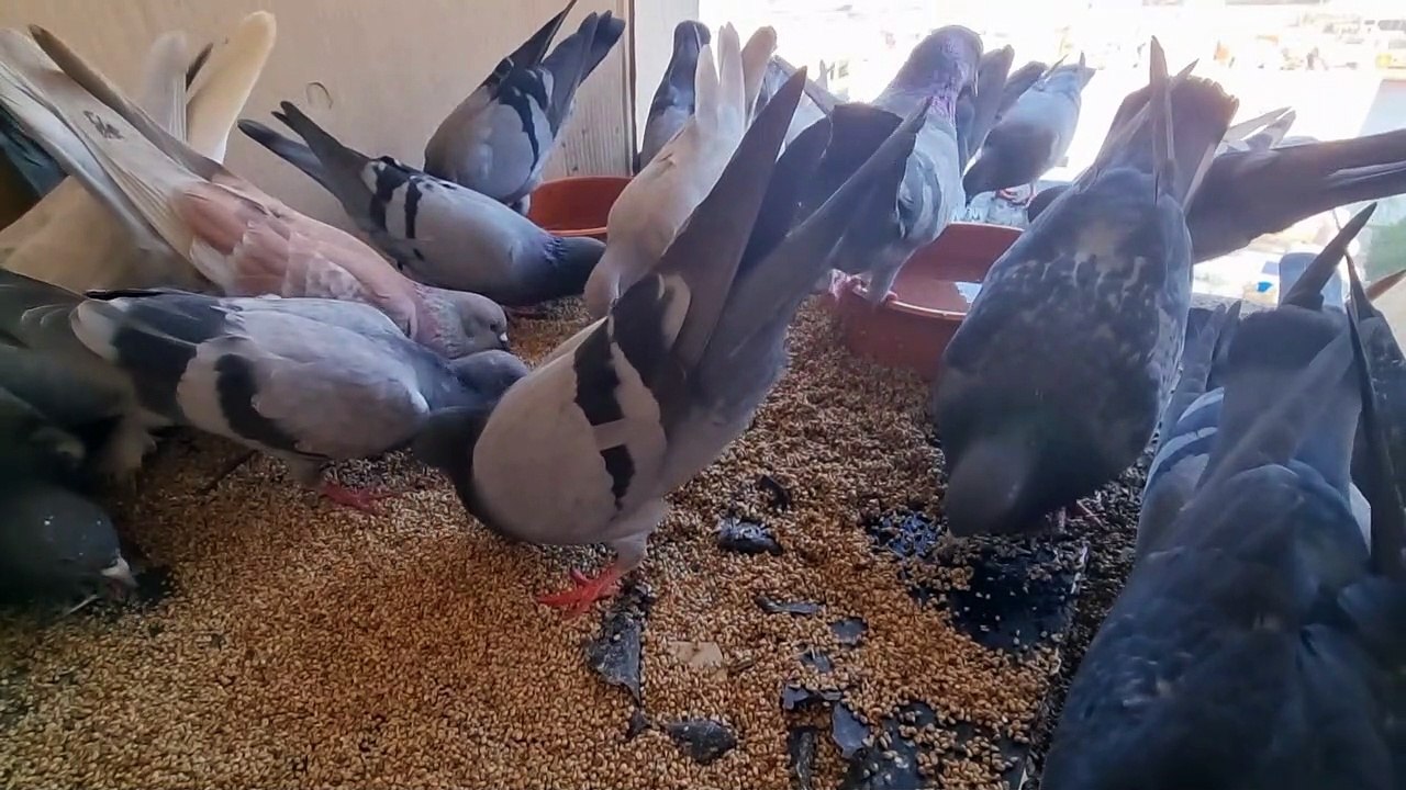 Hilarious fight :  This Was Unexpected!! 