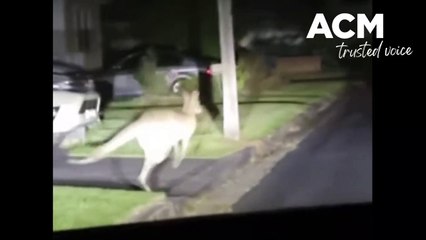 Roos in suburbia | Newcastle Herald | February 7, 2023