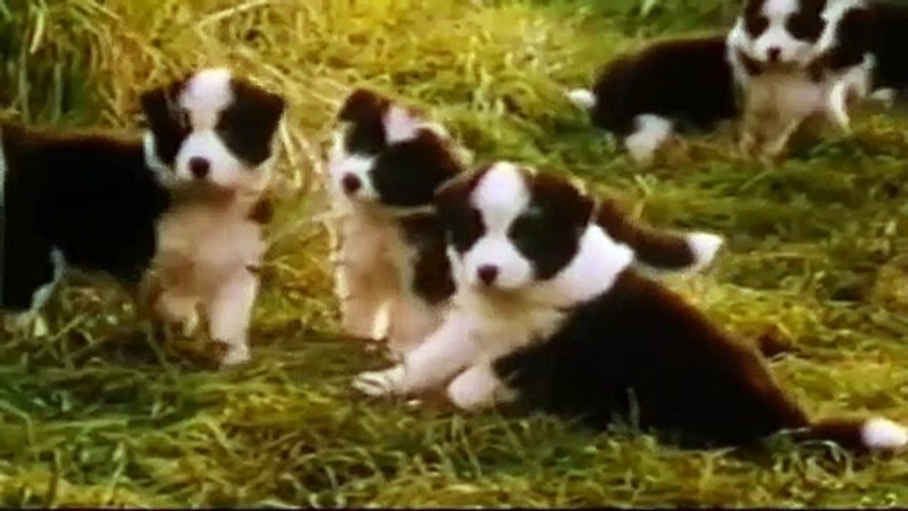 Ein Schweinchen namens Babe | movie | 1995 | Official Trailer