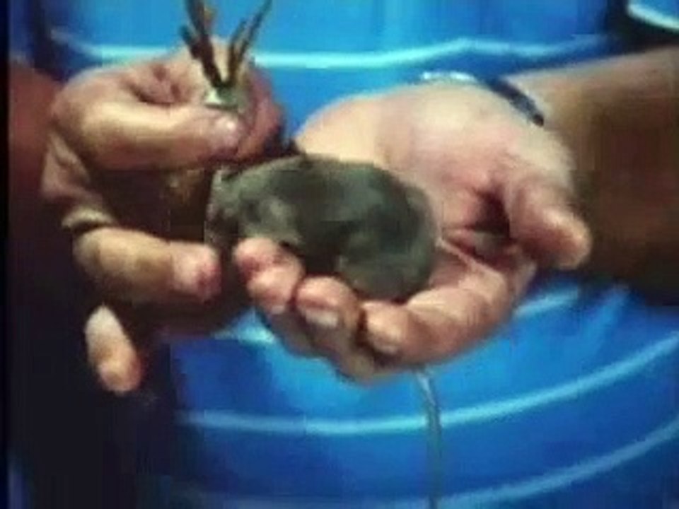 Die Geister, die ich rief... | movie | 1988 | Official Trailer