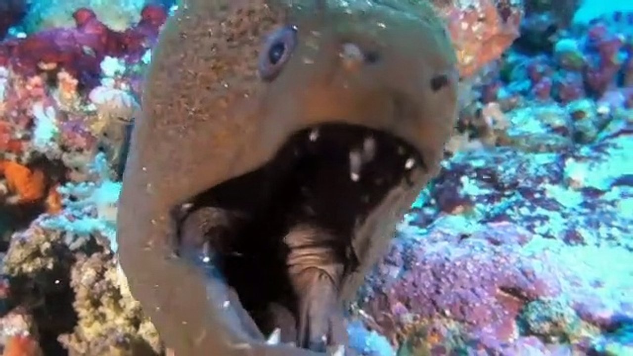 Faszination Korallenriff 3D: Jäger & Gejagte | movie | 2012 | Official Trailer