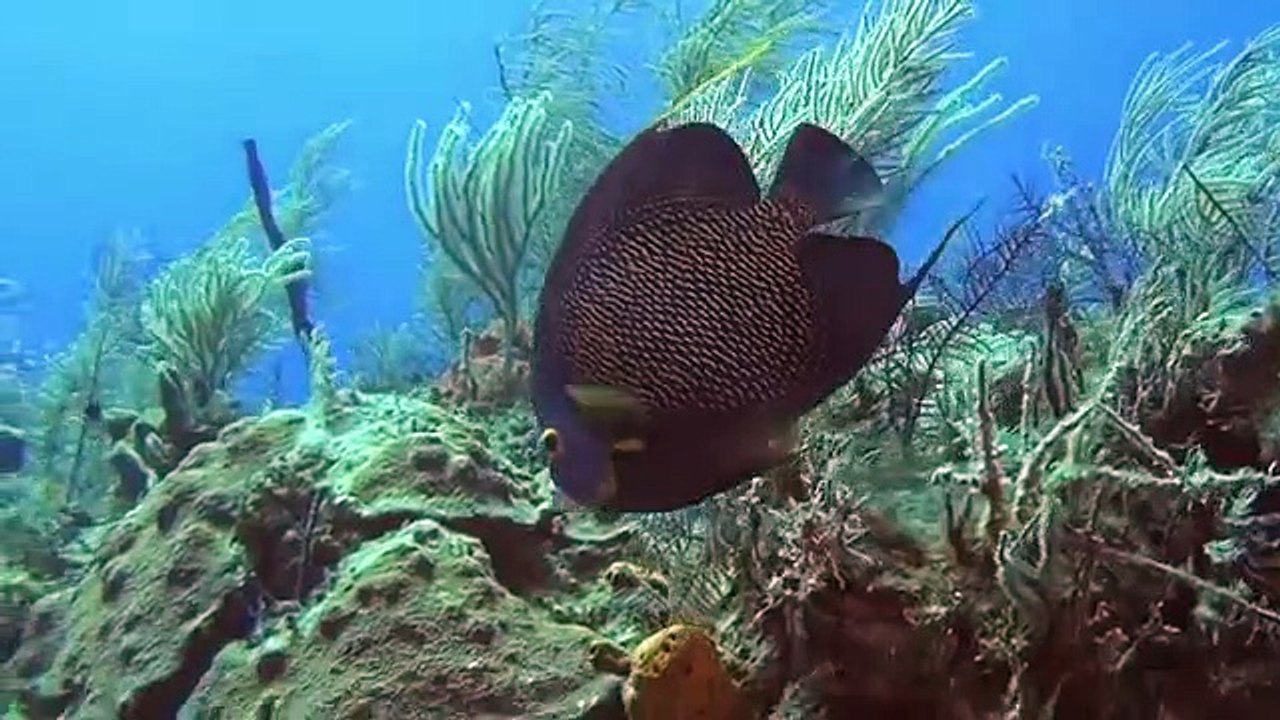 Abenteuer Karibik 3D: Tauchen Mit Den Haien | movie | 2012 | Official Trailer