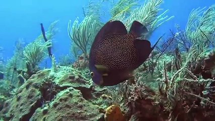 Abenteuer Karibik 3D: Tauchen Mit Den Haien | movie | 2012 | Official Trailer