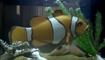 La seconda volta non si scorda mai | movie | 2008 | Official Trailer