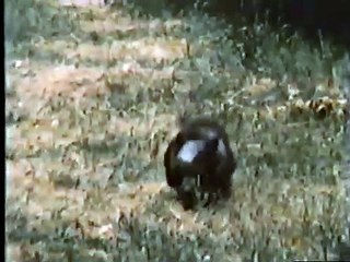 Ator - Herr des Feuers | movie | 1982 | Official Trailer