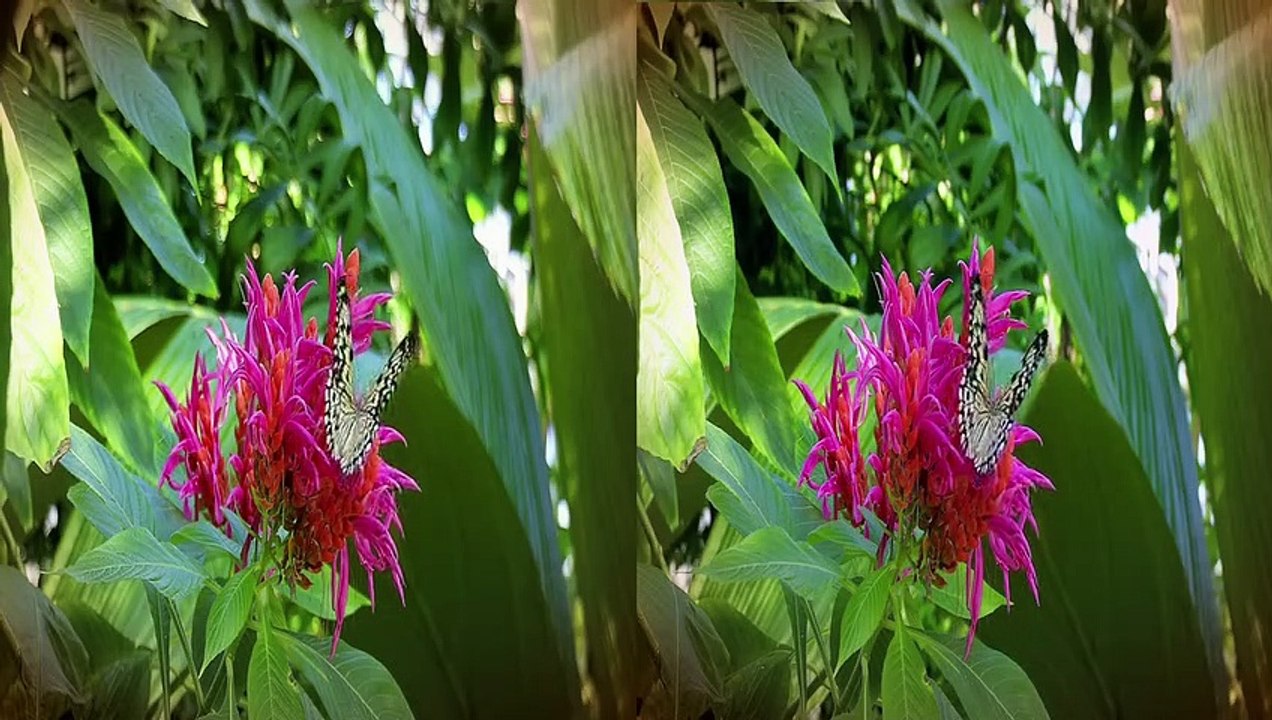 Fire Ants 3D - Die unbesiegbare Armee | movie | 2012 | Official Trailer