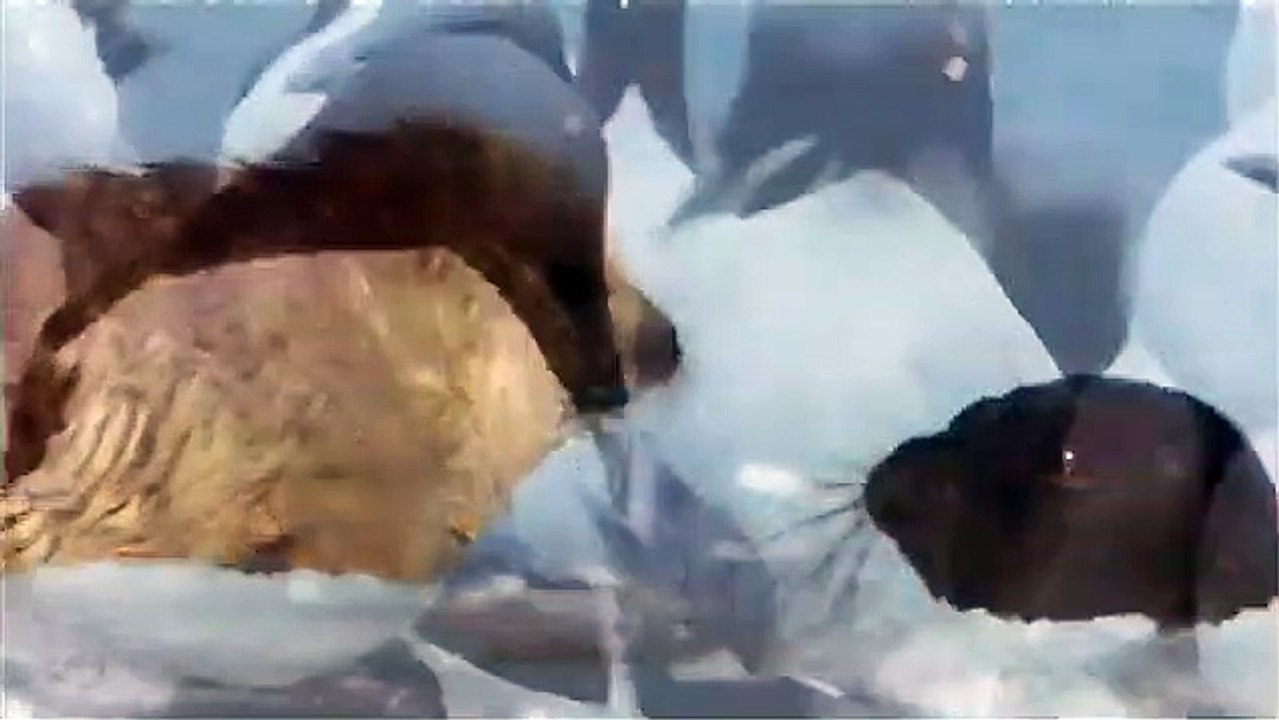 Königreich Arktis | movie | 2006 | Official Trailer