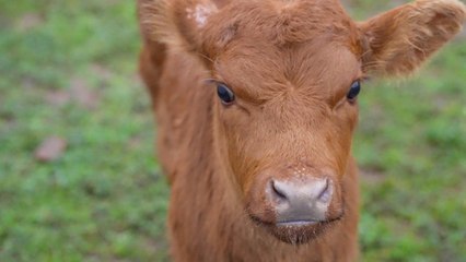 Baby Cow Becomes Class Pet After Mother Can t Care For Her
