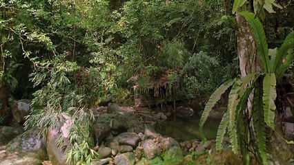 Bugs!: Dobrodružství v deštném pralese | movie | 2003 | Official Trailer