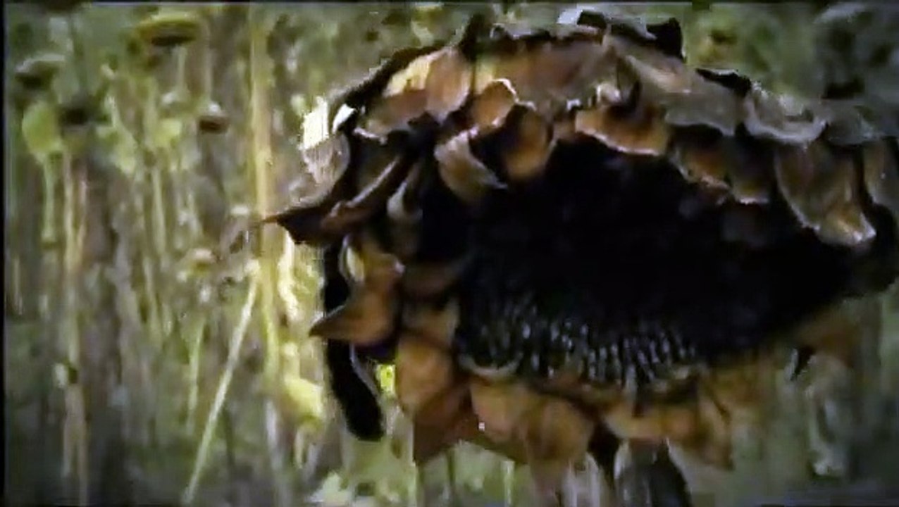 Melancholie der Engel | movie | 2009 | Official Trailer