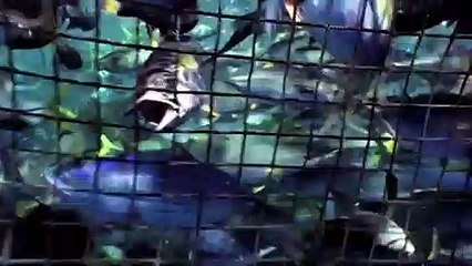 Die Unbequeme Wahrheit über unsere Ozeane | movie | 2009 | Official Trailer