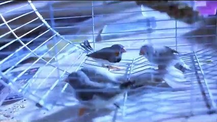 In Hell - Rage Unleashed | movie | 2003 | Official Trailer