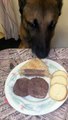 Malinois