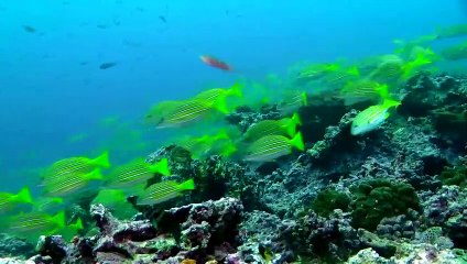 Unsere Erde, unsere Meere | movie | 2014 | Official Trailer