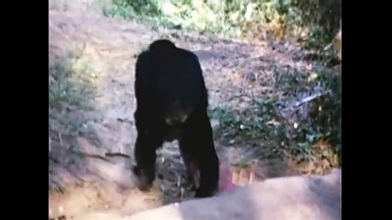 Jane's Journey - Die Lebensreise der Jane Goodall | movie | 2010 | Official Trailer