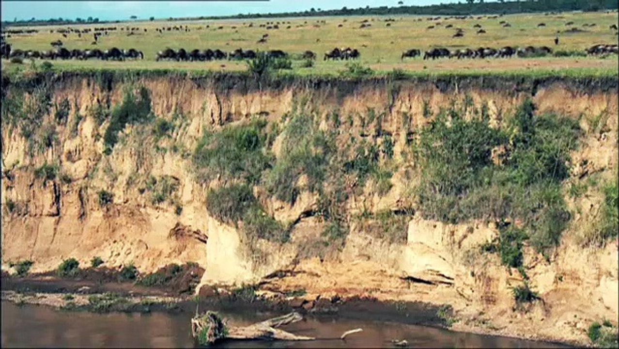 Serengeti | movie | 2011 | Official Trailer