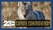 Protecting towns from coyotes