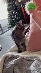 Baby Yuna Plays Fetch