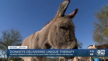 Donkeys delivering unique therapy