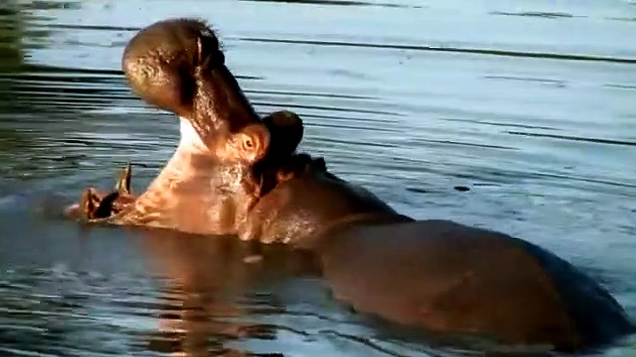 Abenteuer Afrika 3D | movie | 2011 | Official Trailer