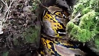 ular pyton muncul ke permukaan