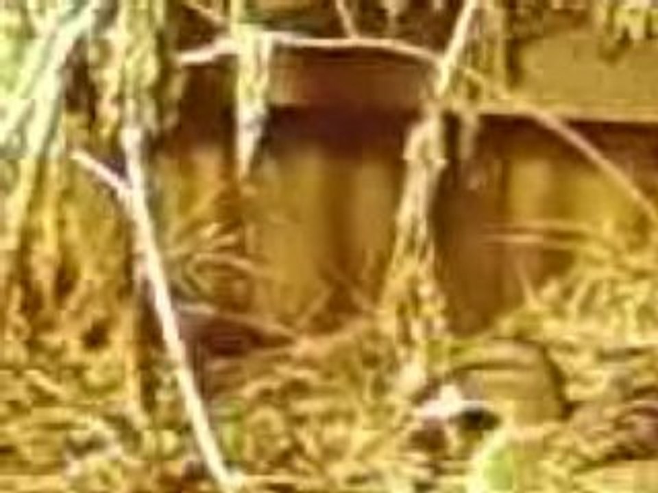 Mitraillette ac son male