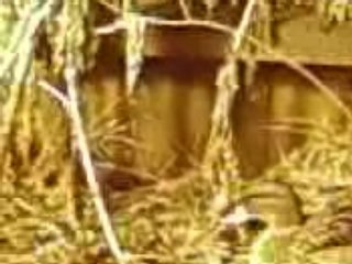 Mitraillette ac son male