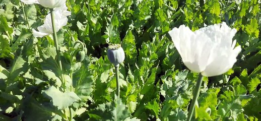 अफीम की फसल पर फूलों से बने डोडे, कई जगह लगाए चीरे