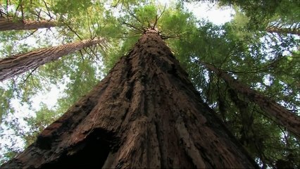 Muir Woods | movie | 2013 | Official Trailer