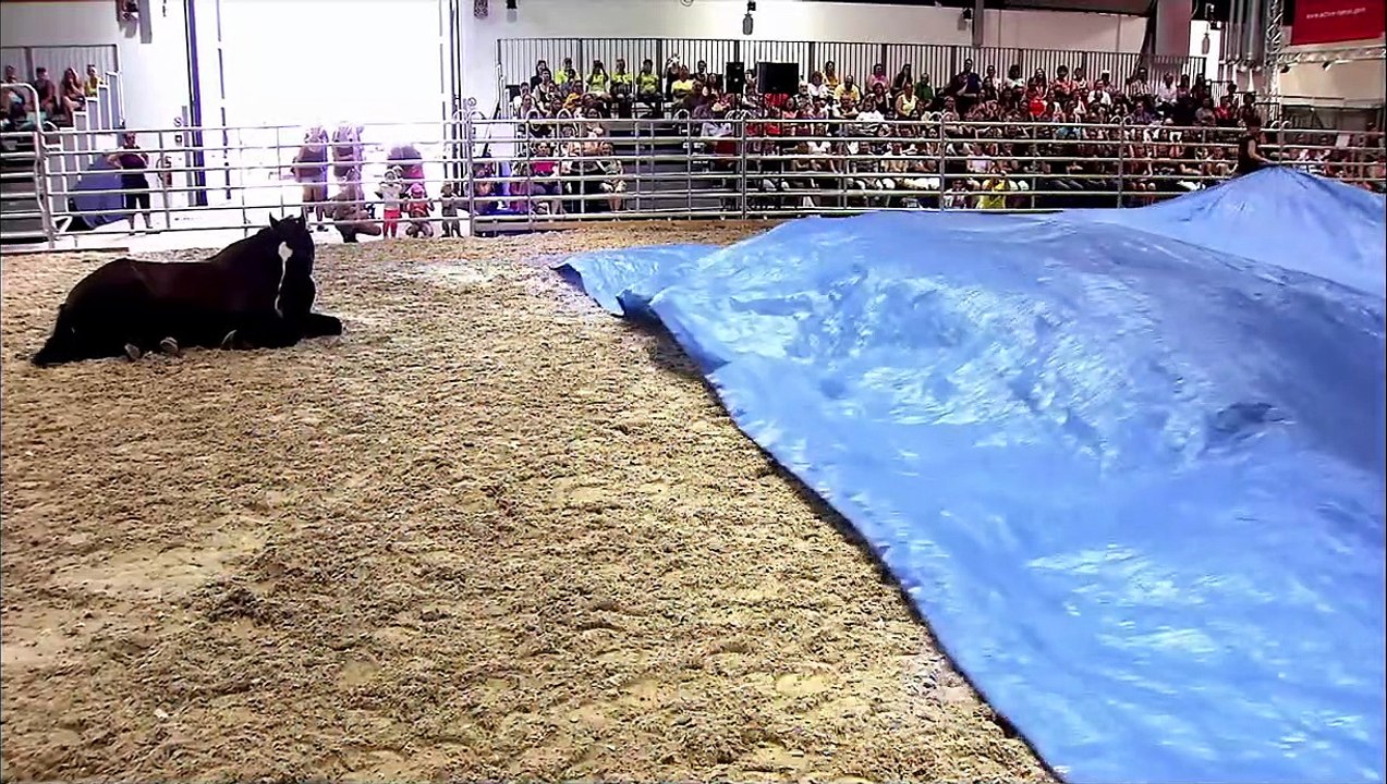 Peter Pfister - Der Pferdemann | movie | 2019 | Official Trailer