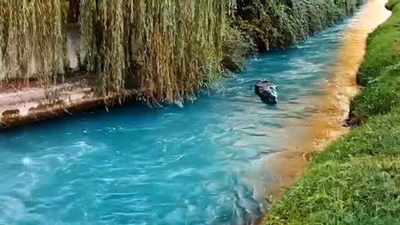 Fat Cat | movie | 2012 | Official Trailer