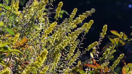 Smoky Mountain Explorer - An Island in the Sky | movie | 2014 | Official Trailer