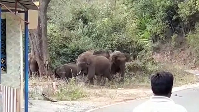 மது போதையில் காட்டு யானைகளுடன் மல்லுக்கட்டும் வாகன ஓட்டிகள்