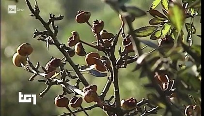 FABRIZIO DE ANDRÈ – PAROLE E MUSICA DI UN POETA | movie | 2019 | Official Trailer