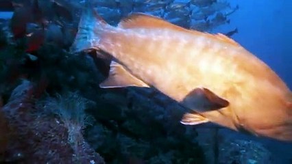 Malpelo: Mountain of Sharks | movie | 2022 | Official Trailer