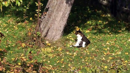 Die Entdeckung der Michaelschule – Einblicke in die heilkünstlerische Sprachgestaltung | movie | 2021 | Official Trailer