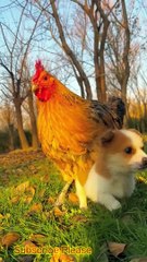 Lets Enjoy the Village Life With Friends