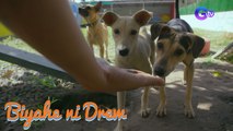 Fur-ever home sa Tarlac, binisita ni Biyahero Drew | Biyahe ni Drew