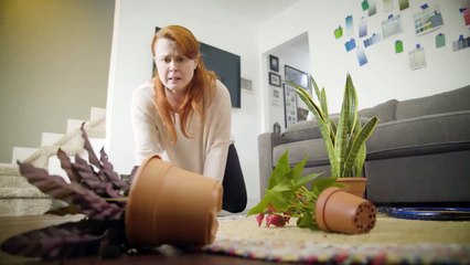 Harmonia Solid | movie | 2020 | Official Trailer