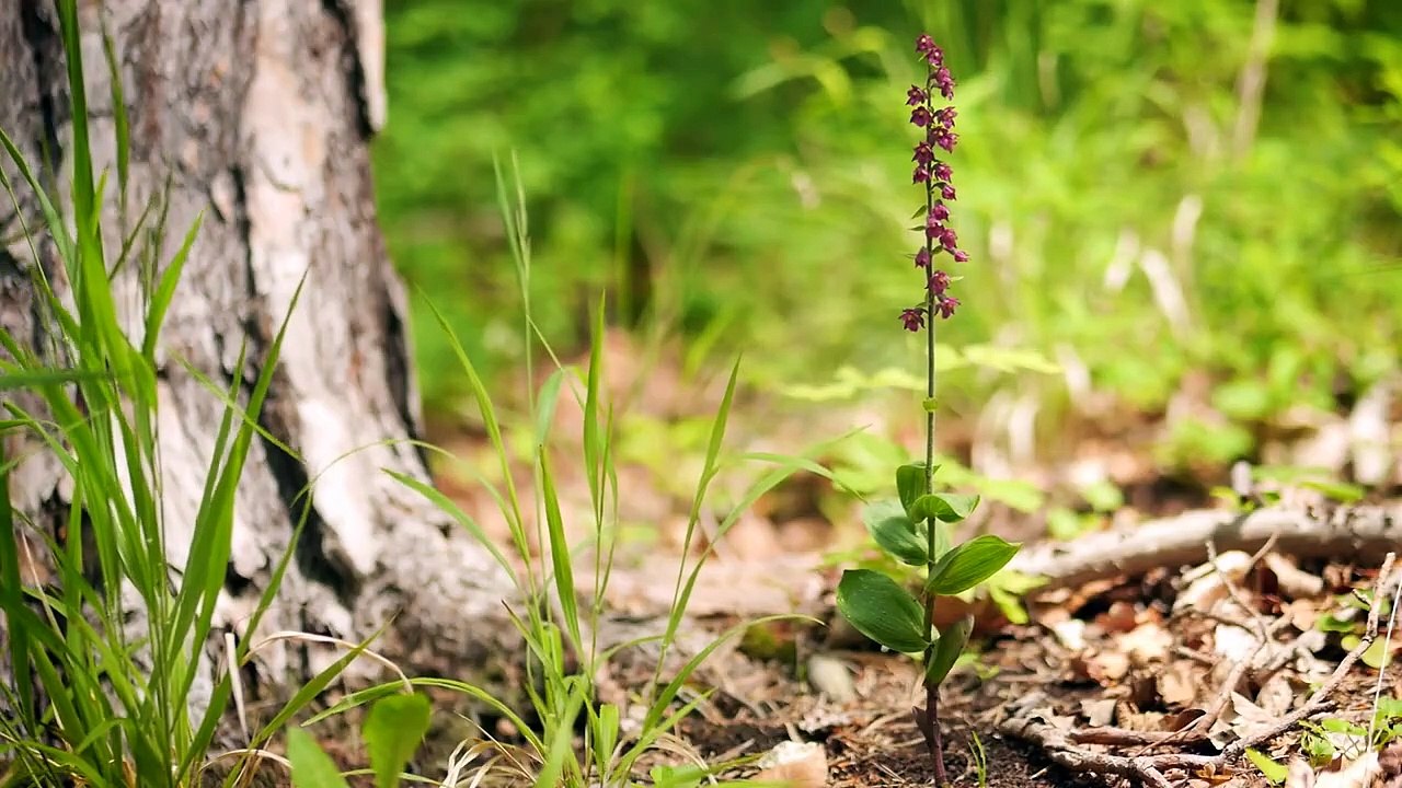 Verborgene Schönheit: Die Orchideen des Saaletals | movie | 2017 | Official Trailer