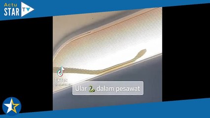 Quand un serpent sème la panique... dans un avion !