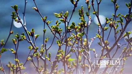 Медведи Камчатки. Начало жизни | movie | 2018 | Official Trailer