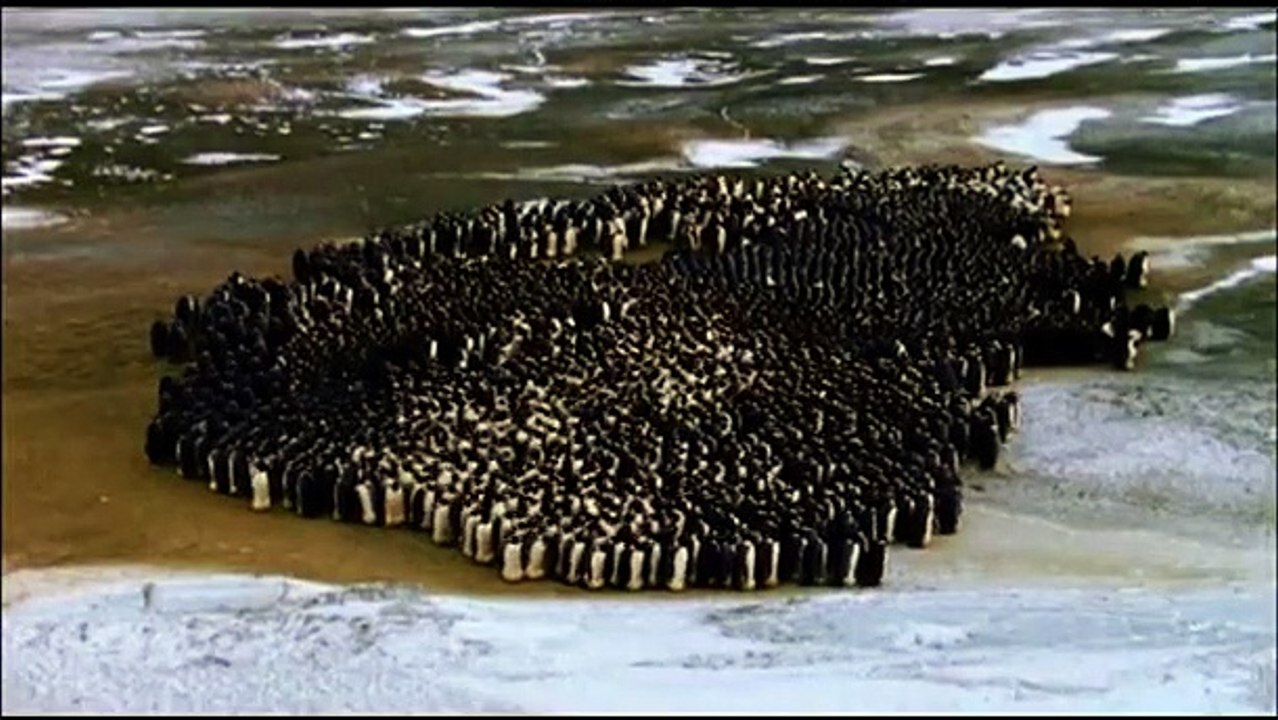 Die Reise der Pinguine | movie | 2005 | Official Trailer