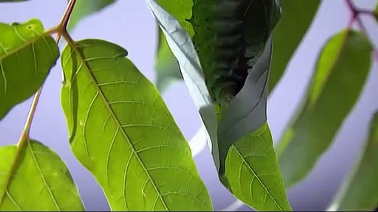 St.Stephan – Der lebende Dom | movie | 1997 | Official Trailer