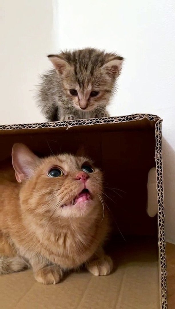 Funny animals! funny animals short video