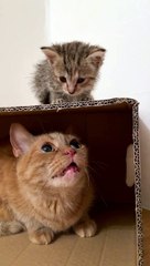 Funny animals! funny animals short video