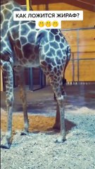 Funny animals! funny animals short video