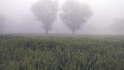 घना कोहरा छाया: किसानों में खुशी, गेहूं के लिए अमृत